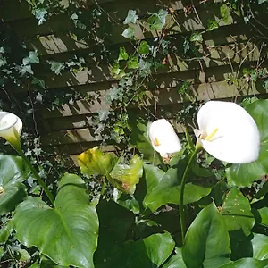 Joli Studio Avec Son Jardin Privatif Appartement